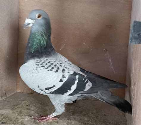 Sire's older brother was a money winner, was 12 Van Hee. . Van den bosch pigeons for sale